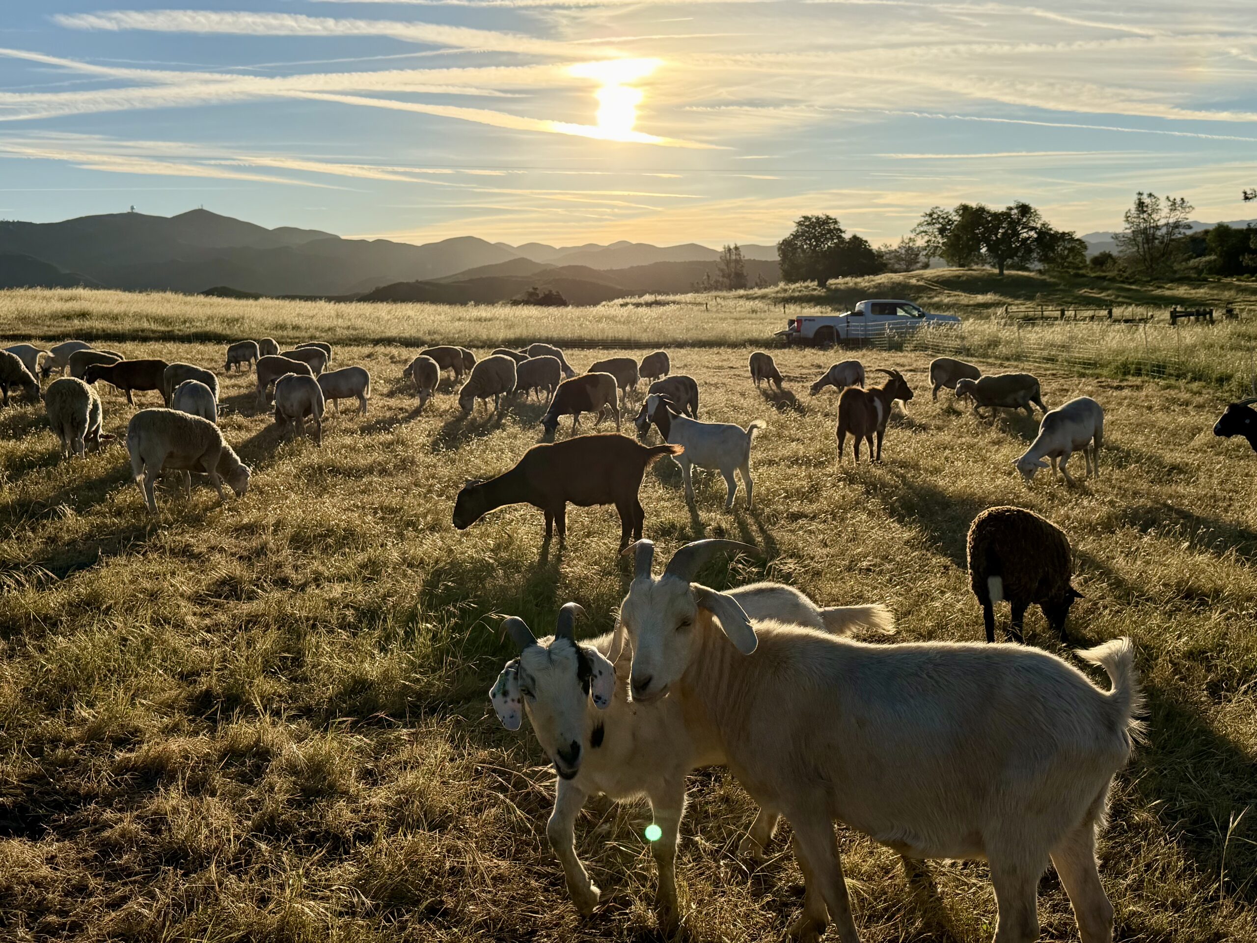 A herd of goats grazing on golden Central Coast hills at sunset, mountains in the distance
