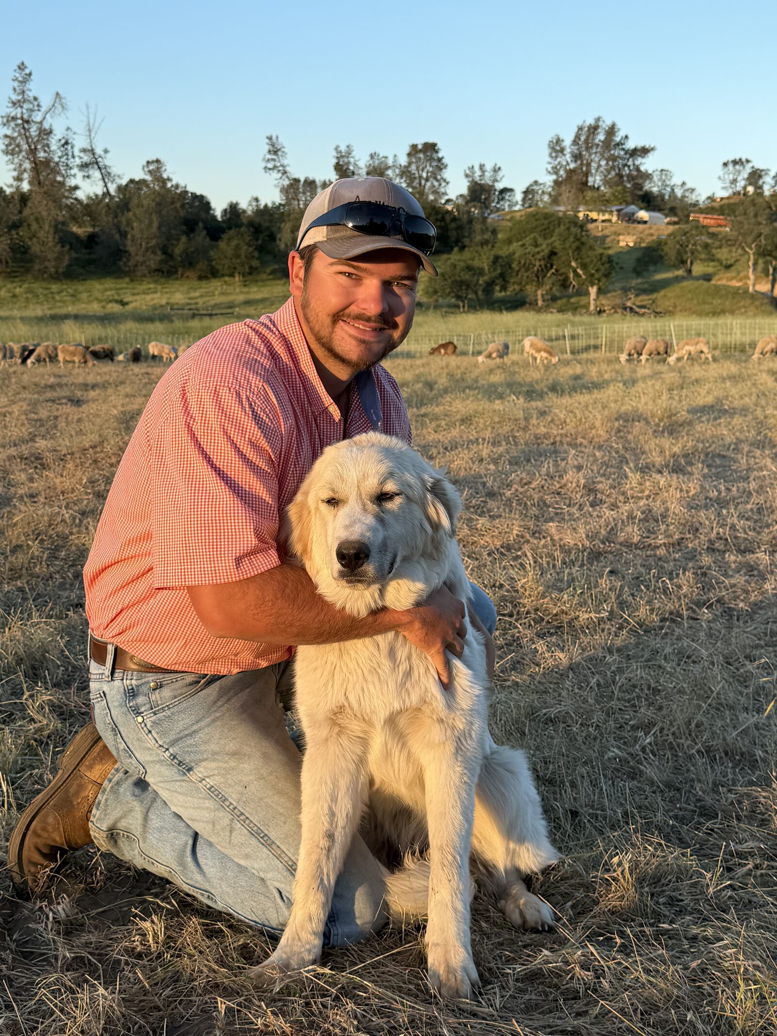 Lukas Kozuschek kneeling in a field with one of his Great Pyrenees guardian dogs