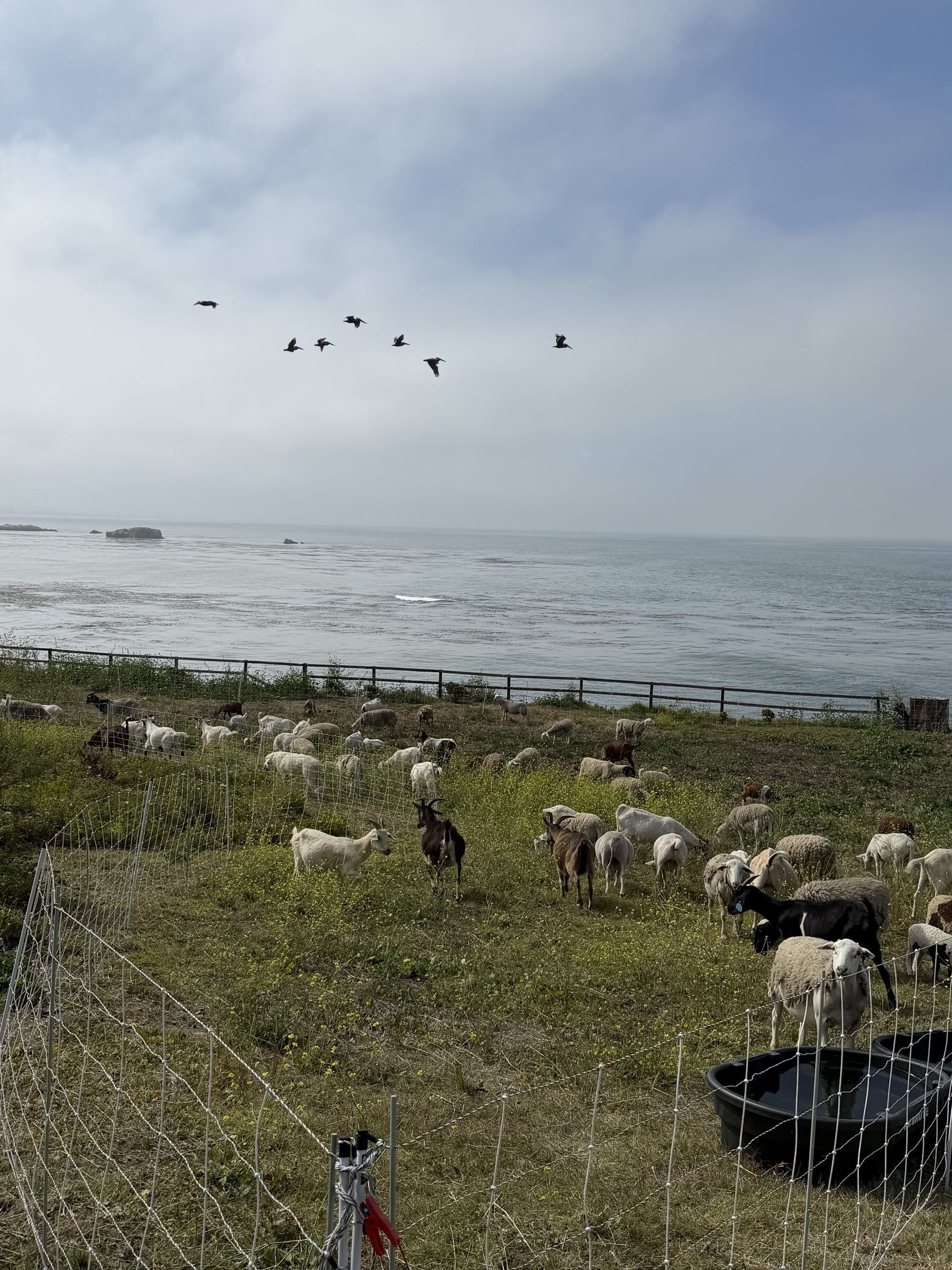 A herd grazing on a coastal bluff above the ocean, birds overhead