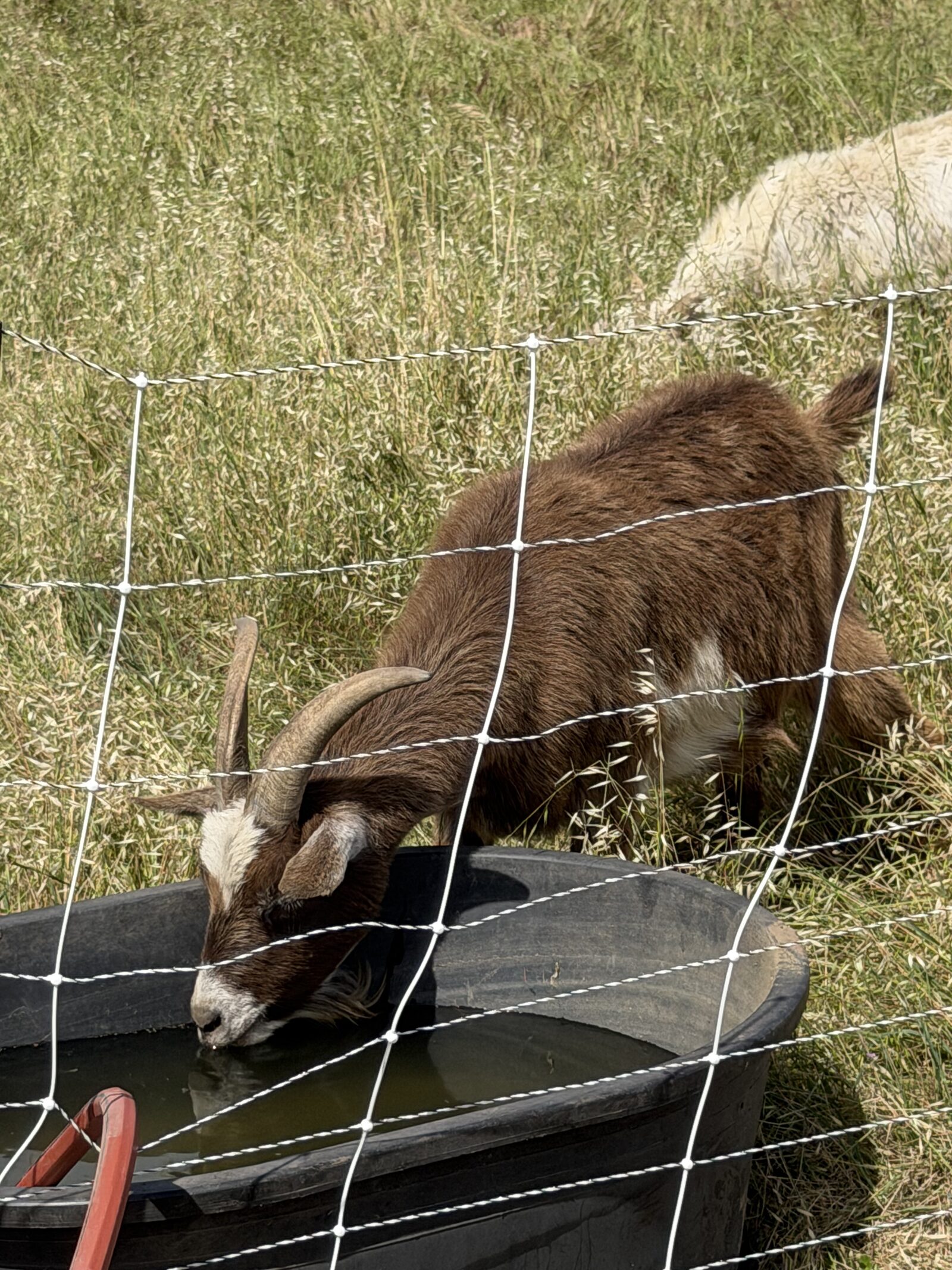 A goat drinking from a portable water trough beside solar-charged electric fencing