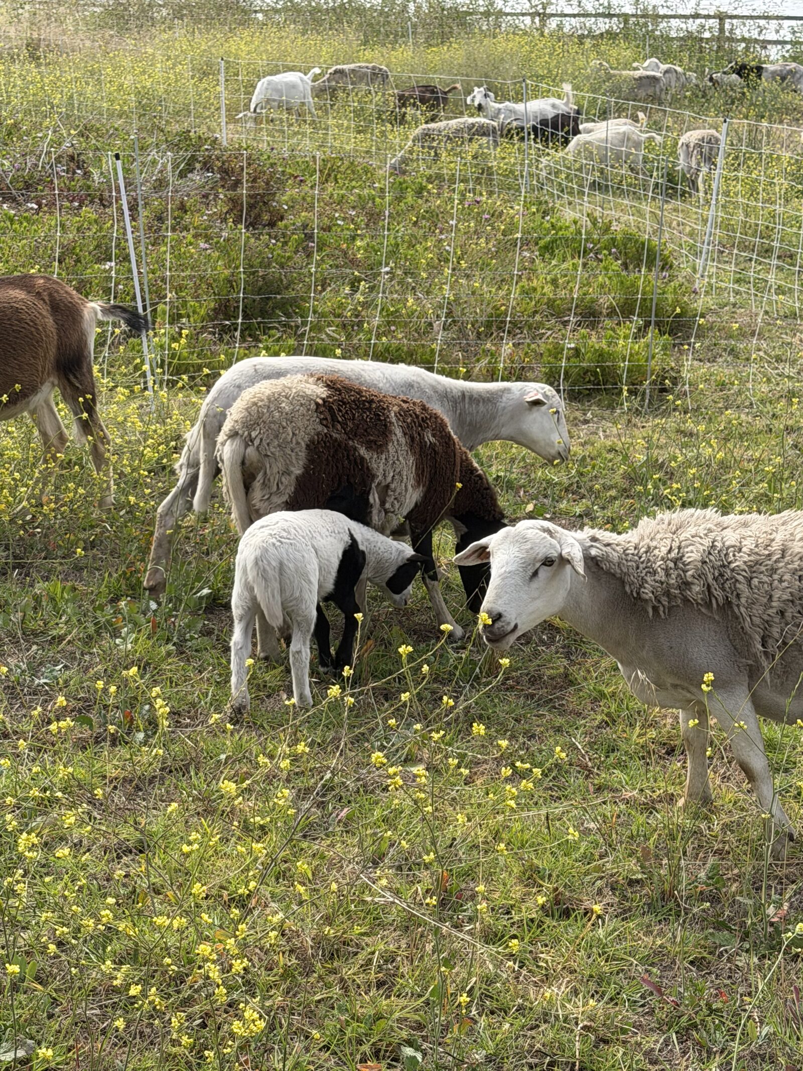 Spring lambs grazing among yellow wildflowers