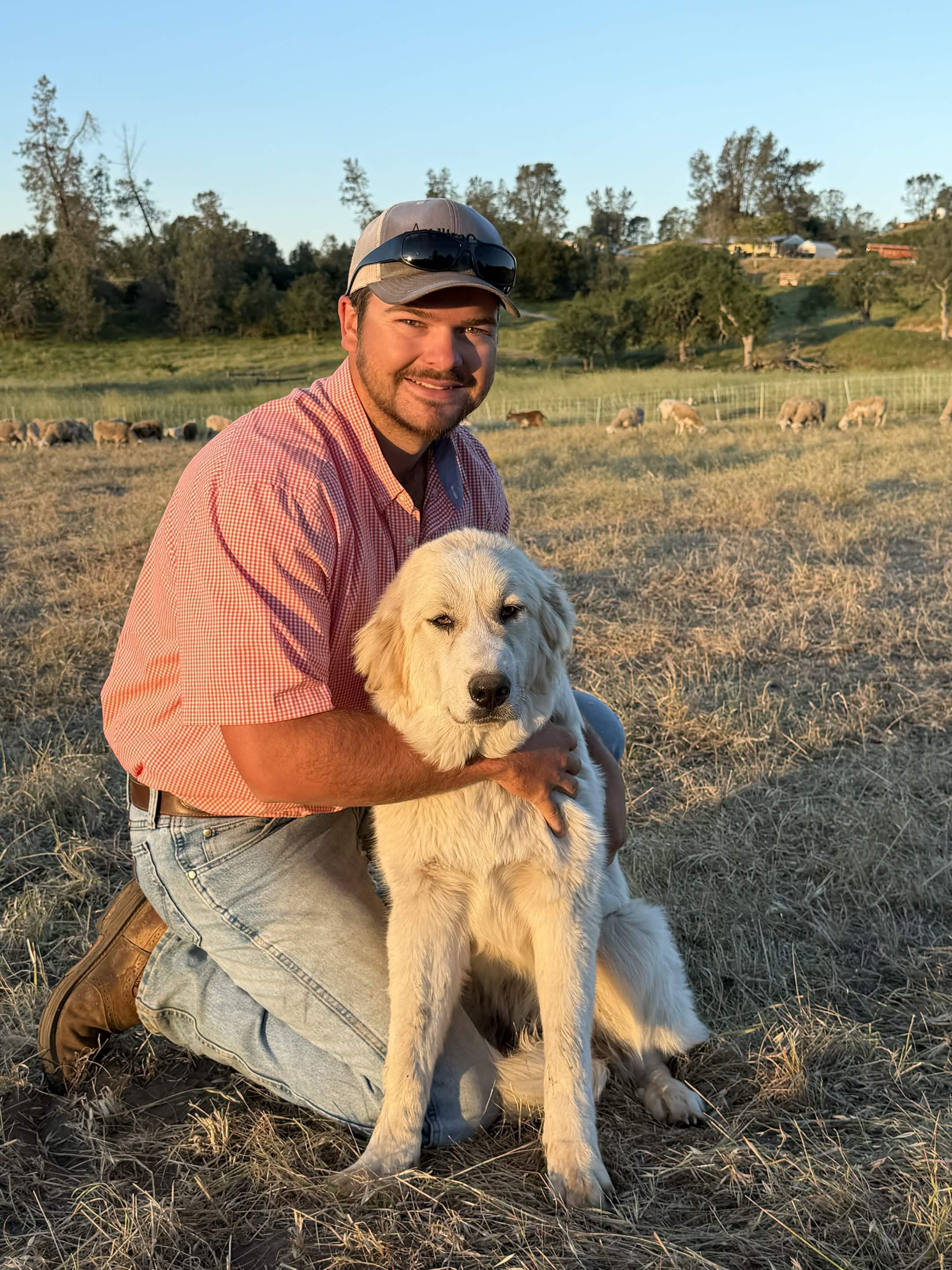 Lukas Kozuschek, founder of Cal Coast Goat Grazing and Cattle, kneeling in the pasture at golden hour with one of the working Great Pyrenees livestock guardian dogs, the herd grazing in the background.