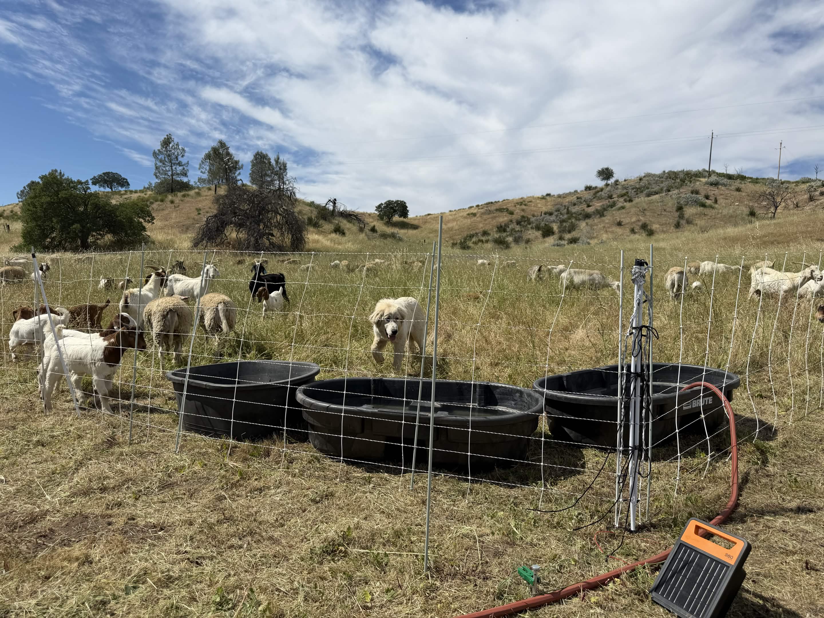 Mobile water troughs and a solar-powered electric fence energizer set up on a Central Coast hillside, with the working herd grazing in the background.