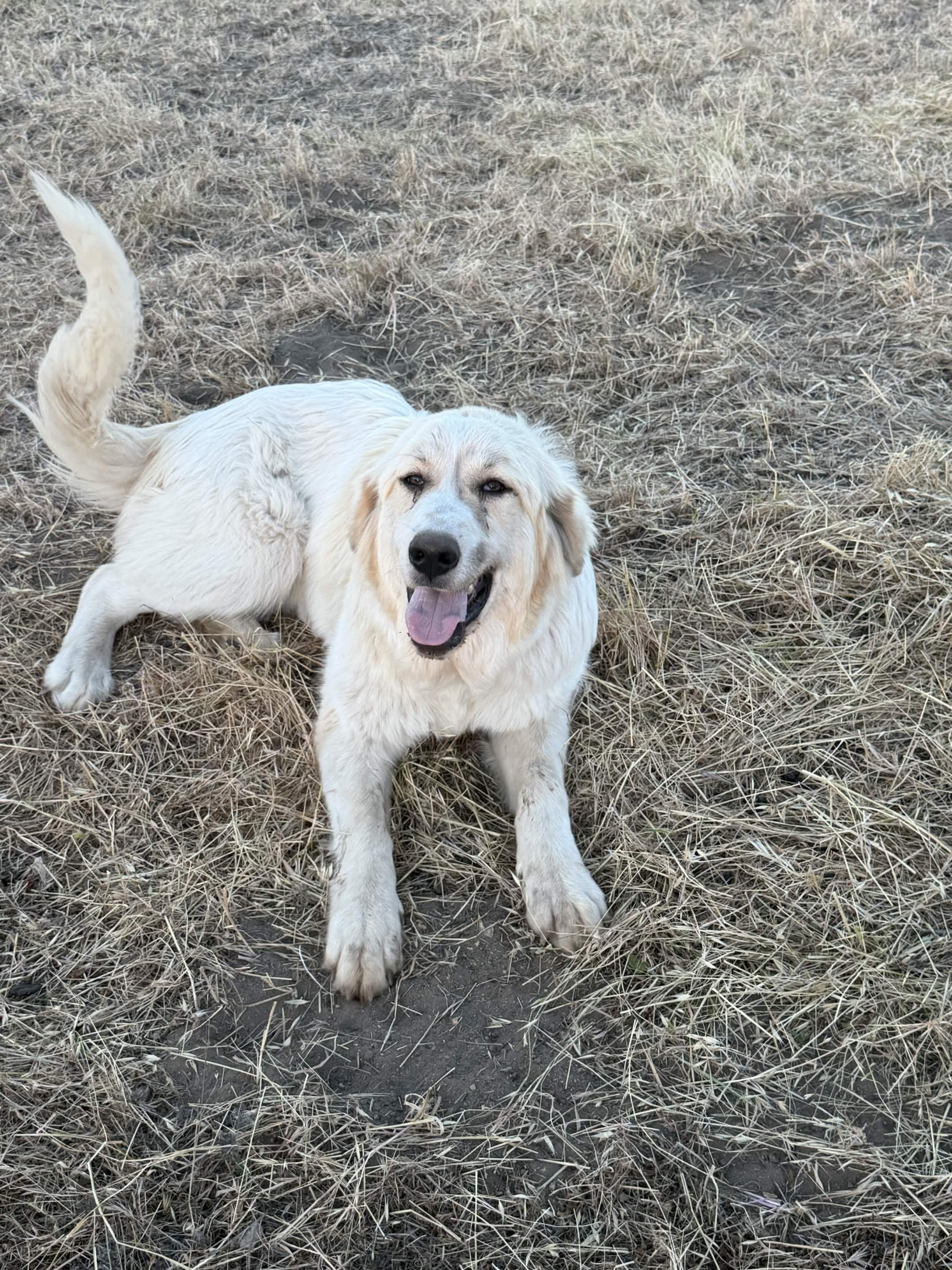Maya, a working Great Pyrenees livestock guardian dog, lying in a dry pasture.