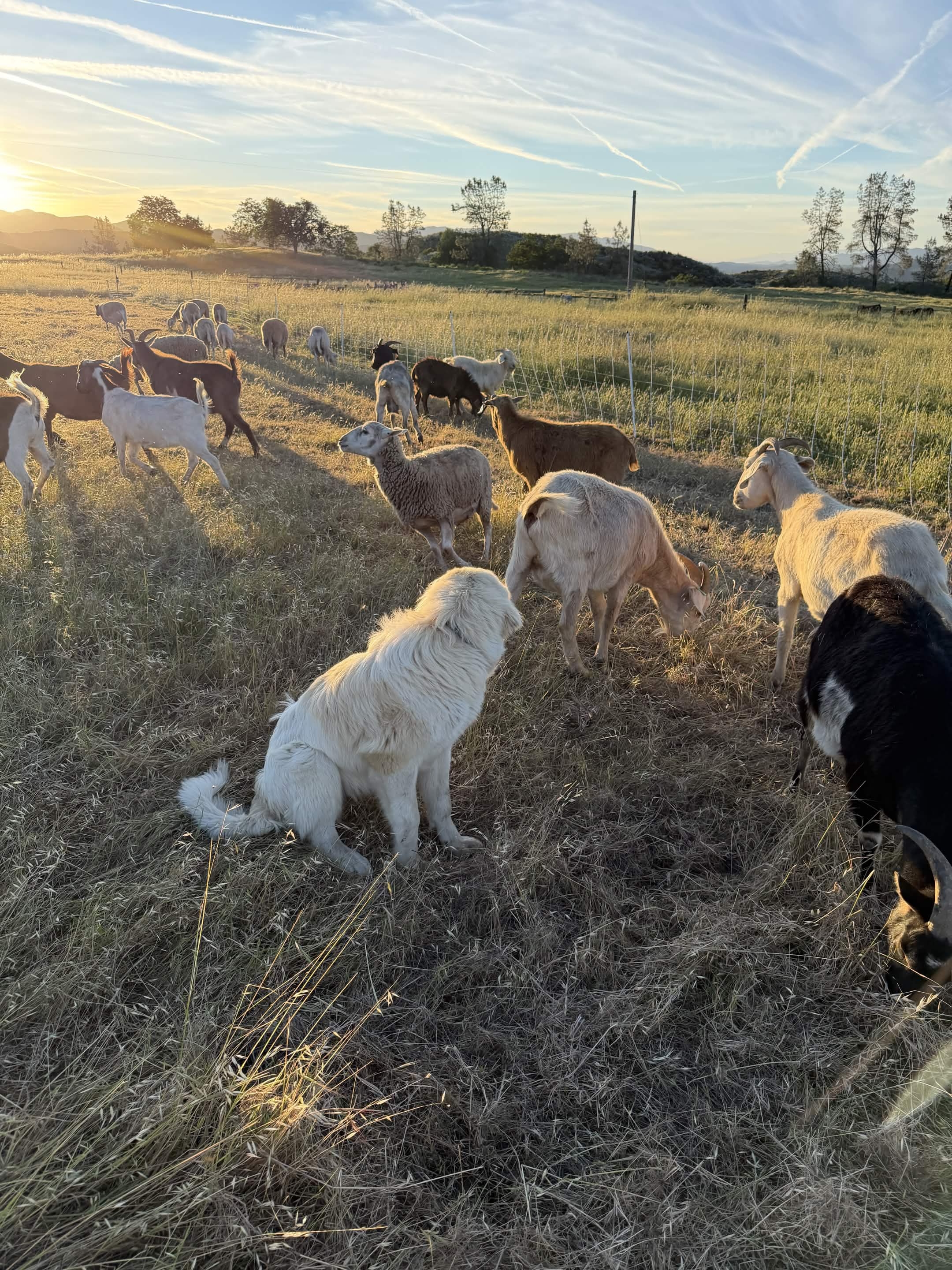 A working Pyrenees livestock guardian dog watches the herd at sunset on a Central Coast hillside.